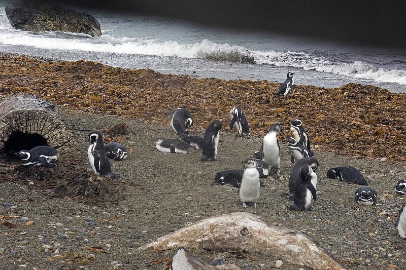 20071214 110440 D2X 4200x2800.jpg - Penguins at Otway Sound, Puntas Arenas.  Condo meeting taking place